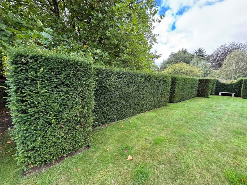 A long clipped conifer hedge running along a lawn