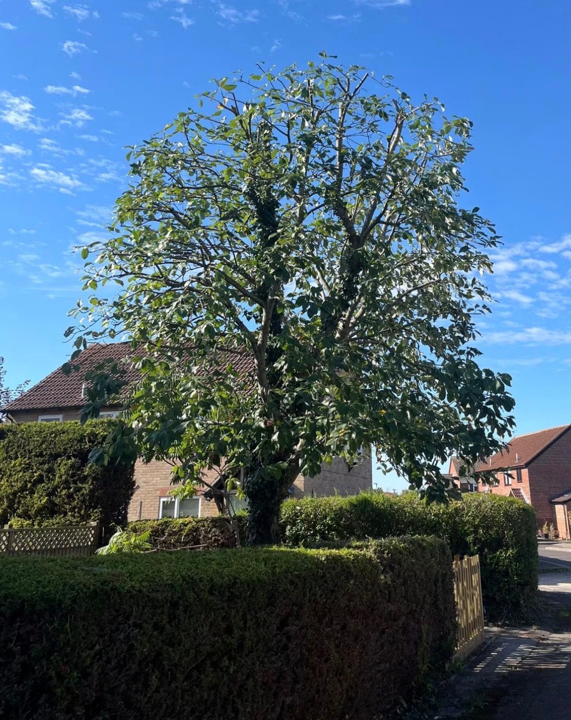 Whitebeam reduction.