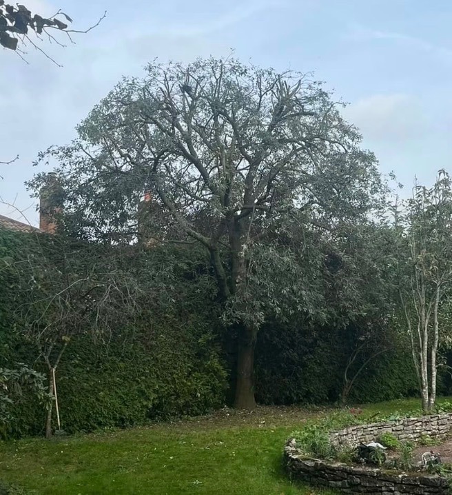 A carefully reduced oak.